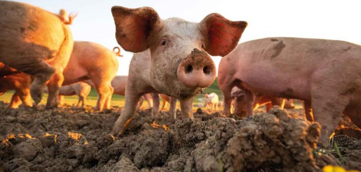 Pigs prove  productive for Suffolk estate