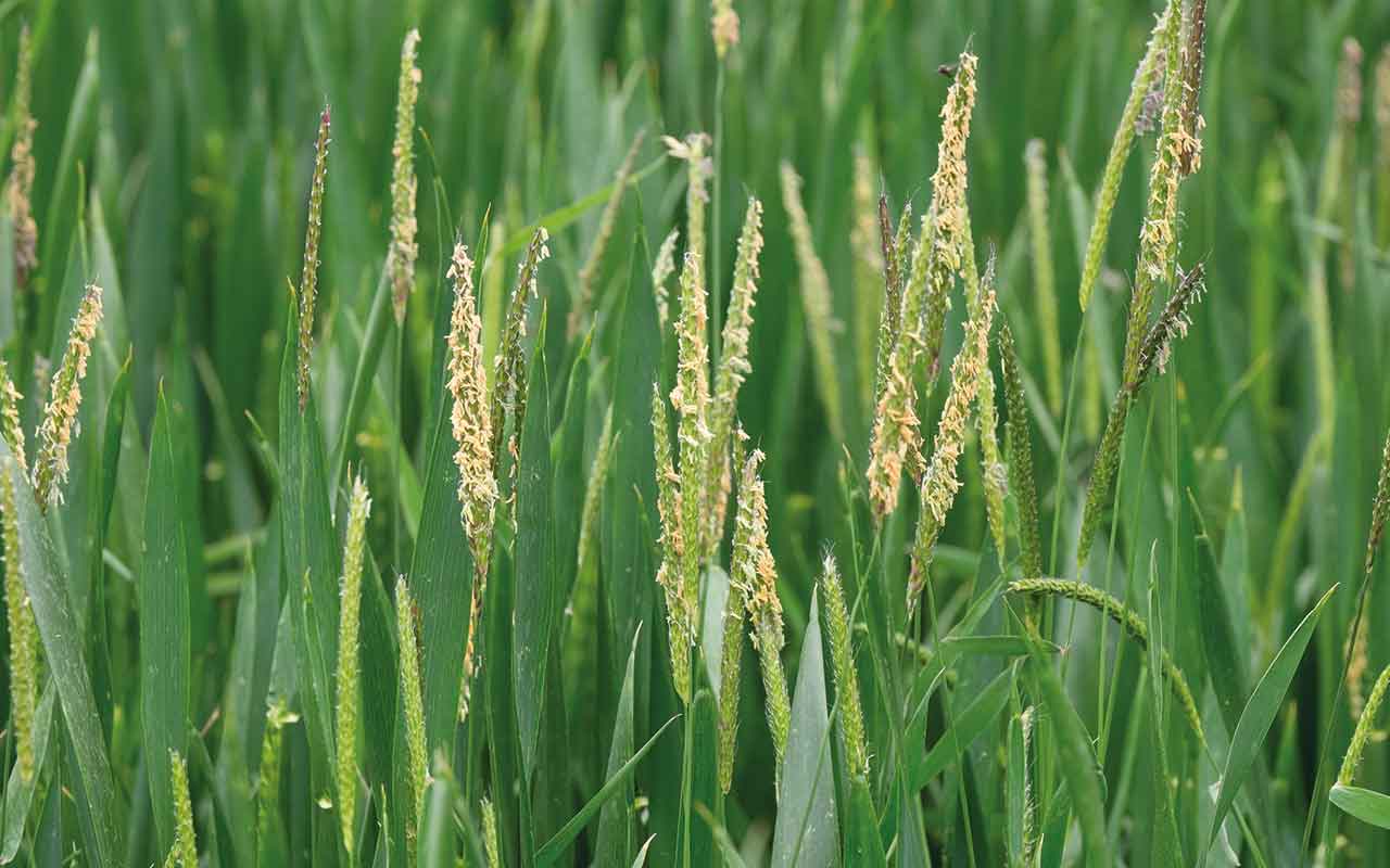 Backgrass in wheat crop