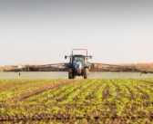Oilseed rape at risk from sudden weed surge