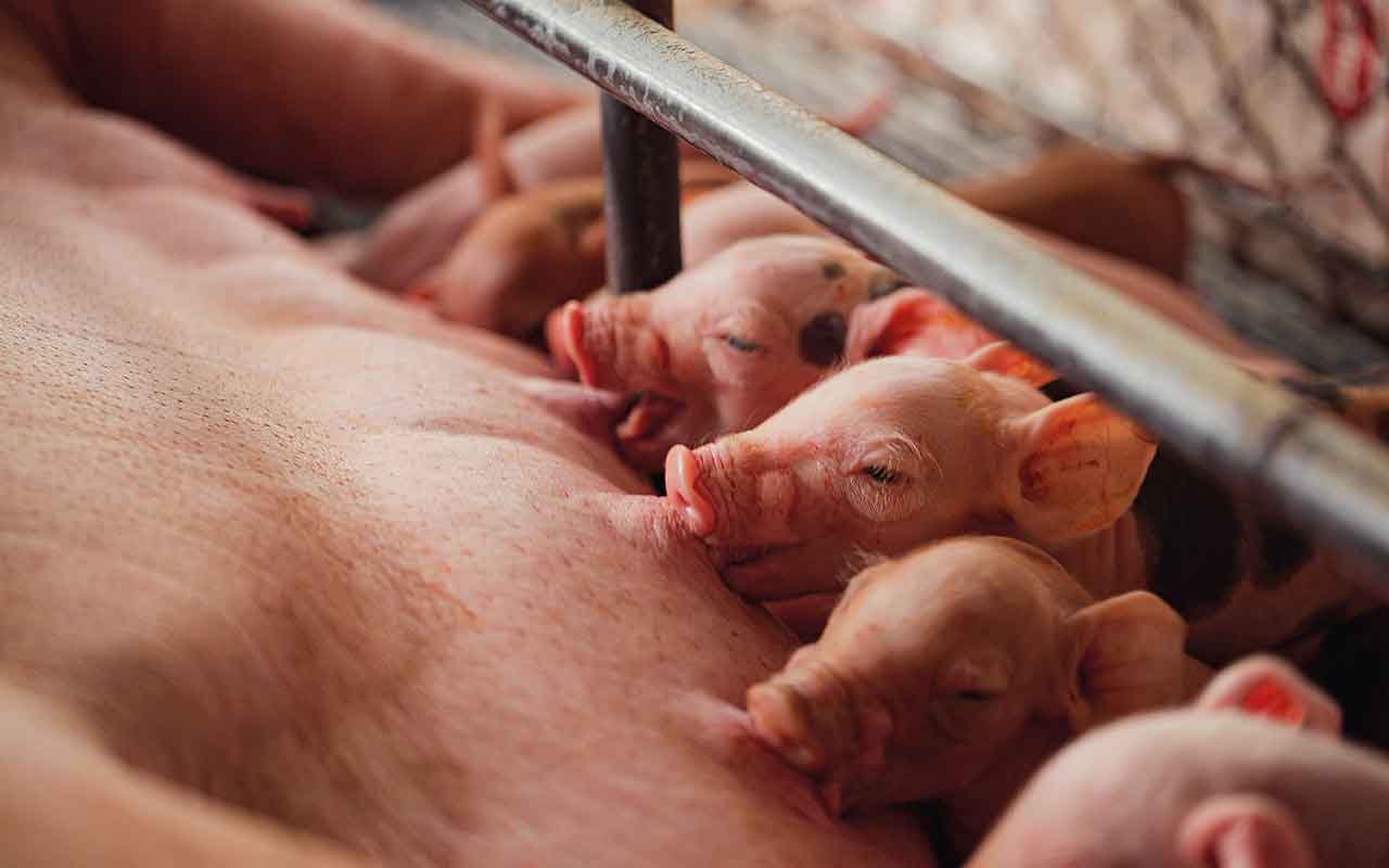 Piglets and sow