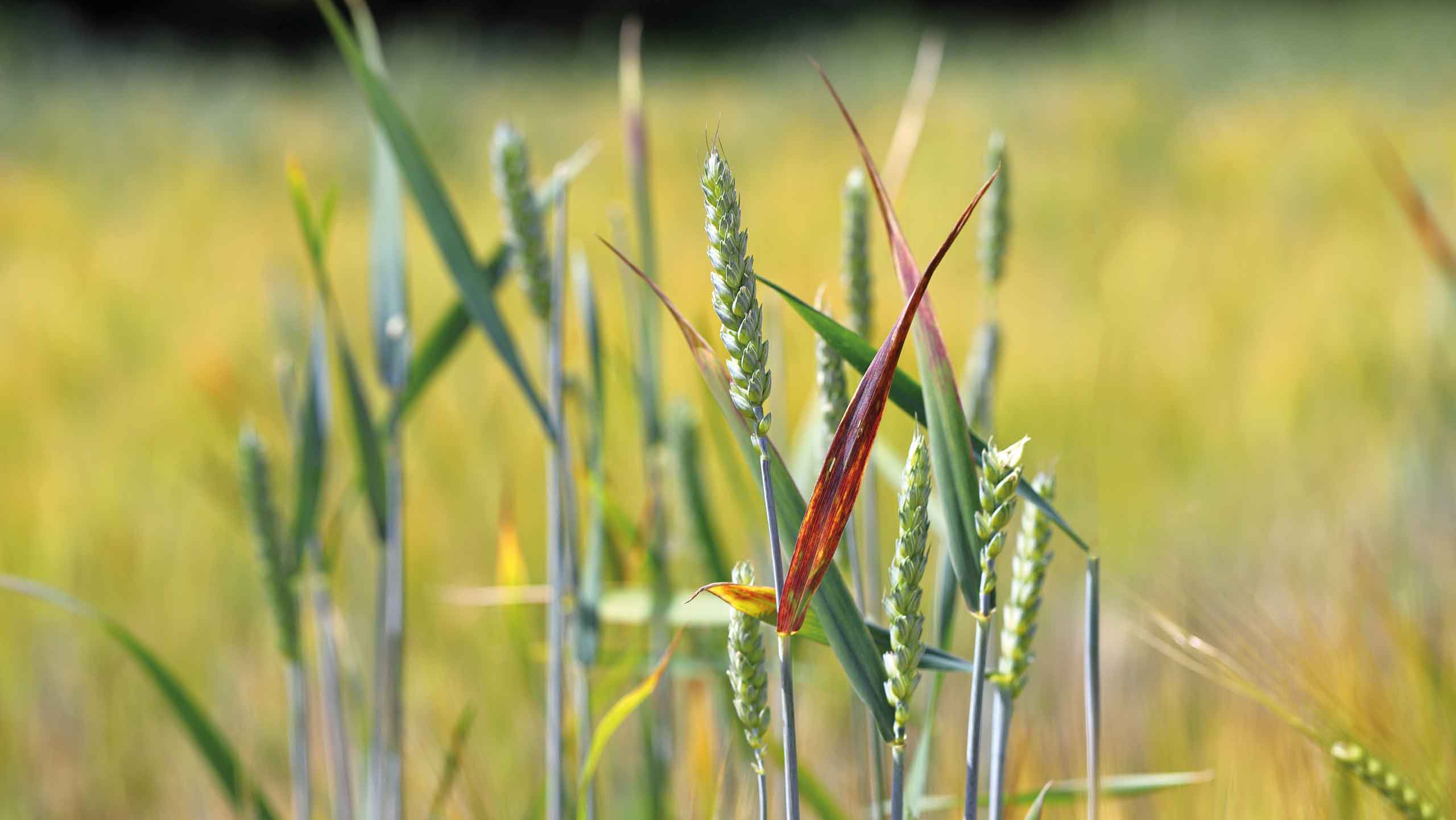 Wheat plant with barley yellow dwarf virus