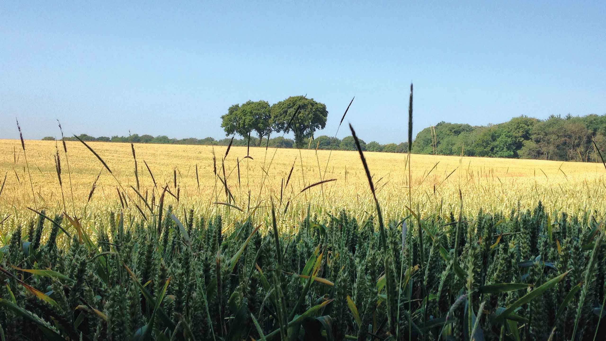 Blackgrass