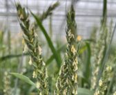 Project aims to accelerate wheat genetic improvement
