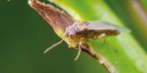 Nysius bug