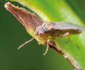 Pests set to be more widespread this autumn