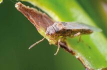 Nysius bug