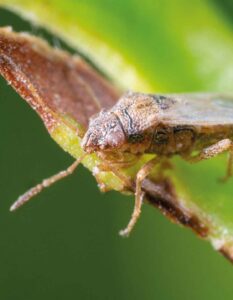 Nysius bug