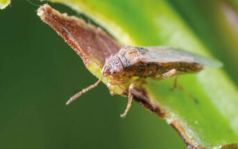 Nysius bug
