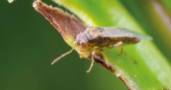 Nysius bug
