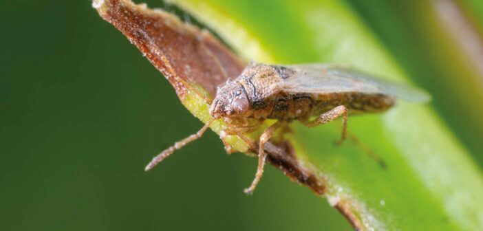 Pests set to be more widespread this autumn