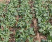 Integrate autumn OSR nutrition for spring savings
