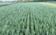 Wheat field