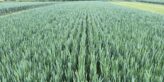 Wheat field
