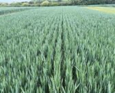 Lamport sees success in battle against grassweeds