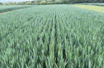 Wheat field