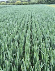 Wheat field