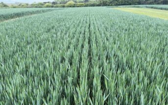 Wheat field