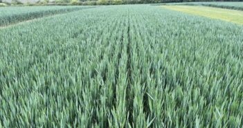 Wheat field