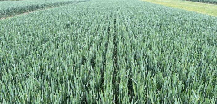 Lamport sees success in battle against grassweeds