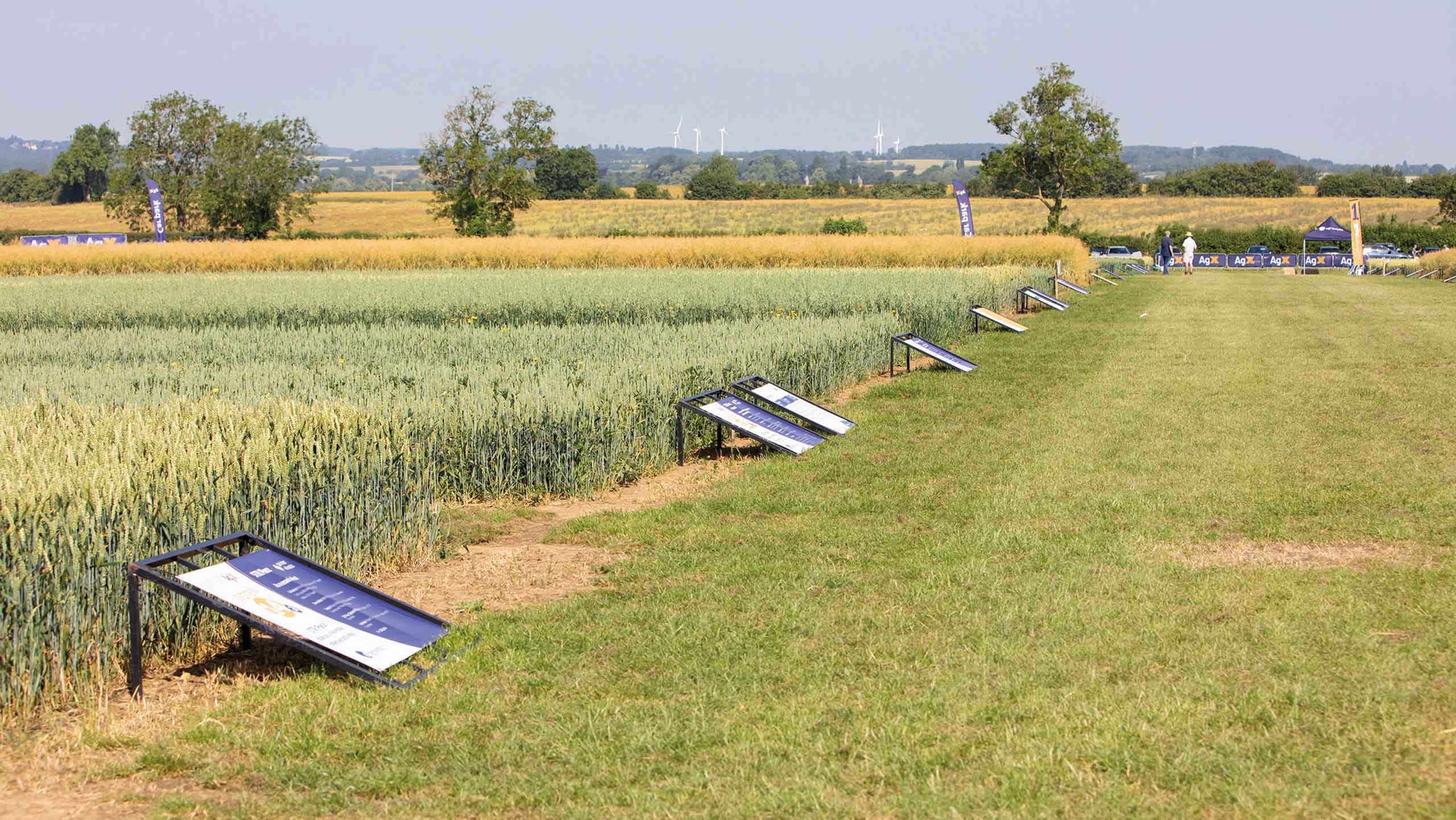 Crop plots at Lamport